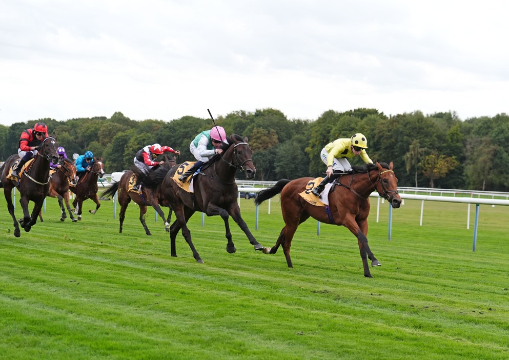 Bow Echo can maintain his unbeaten record in the Sussex Stakes