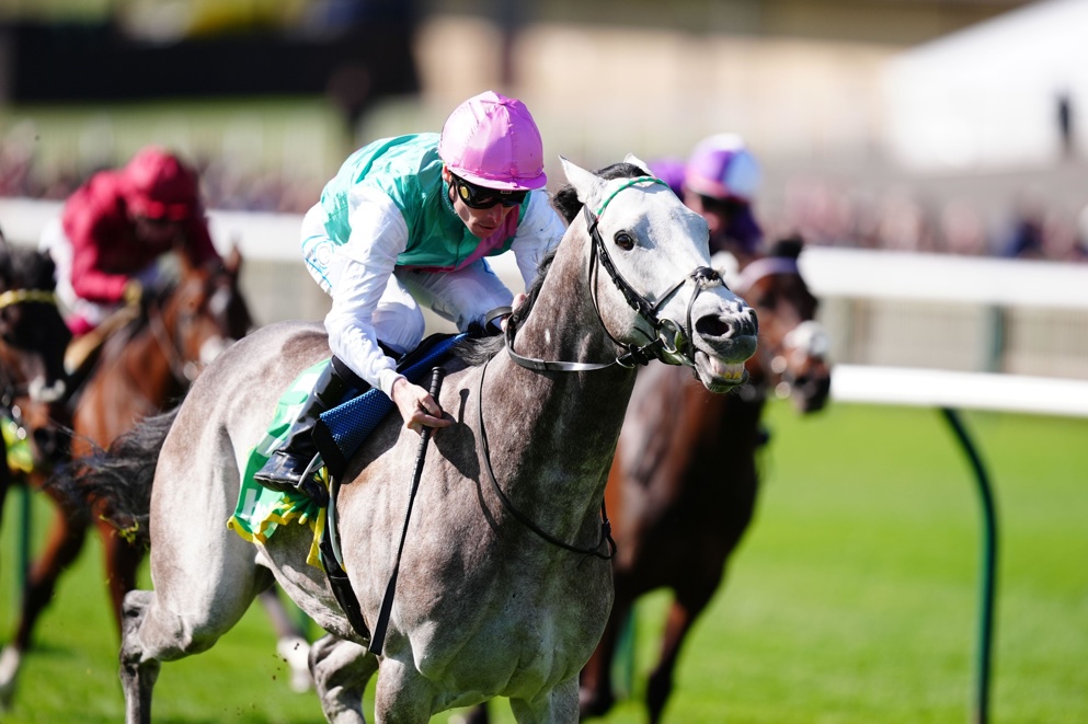 Dashing grey Craven winner Field Of Gold is a warm order for the 2000 Guineas