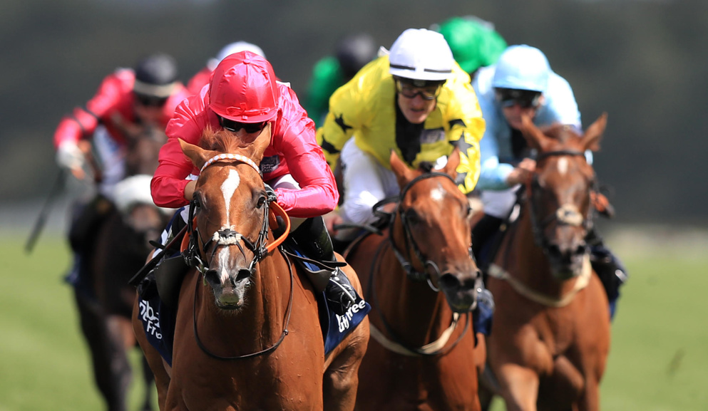 The Shergar Cup is Saturday's headline attraction at Ascot