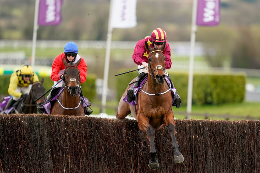 Minella Indo is a leading fancy to retain his Cheltenham Gold Cup crown on March 18.