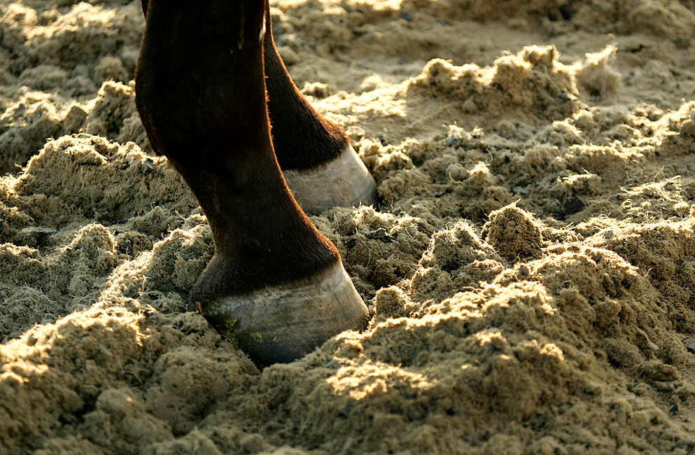 Taking to the Inner Turf ... the Grade 1 Fourstardave H. a highlight on the Saratoga Meet's stakes schedule. Picks are flying, and so will these runners. Check out our free selections for the entire card.