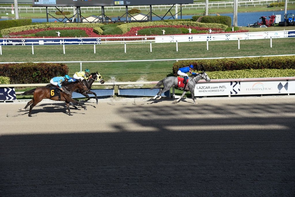 gulfstream park picks betting selections for wednesday december 8 horseracing net